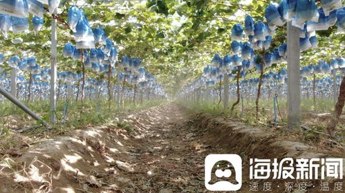 獨立調(diào)查 陽光玫瑰價格滑坡背后的技術革新與市場挑戰(zhàn)